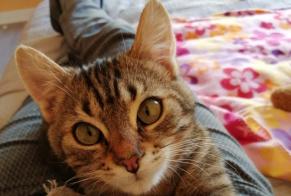 Disappearance alert Cat  Male , 1 years Saint-Jean-Brévelay France