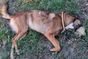 Discovery alert Dog  Unknown , 3 years Saint-Christophe-du-Ligneron France