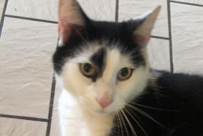 Discovery alert Cat Male , 2 years Chaumont France