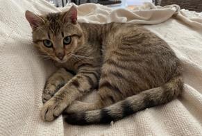 Disappearance alert Cat  Male , 1 years Gonneville-sur-Honfleur France