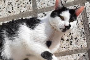 Disappearance alert Cat Male , 2 years Gainneville France
