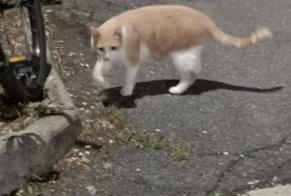 Discovery alert Cat Unknown Taverny France