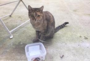 Discovery alert Cat Female Binic-Étables-sur-Mer France