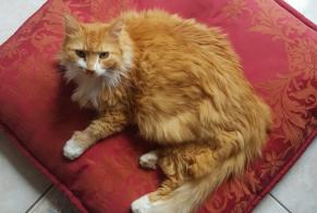 Disappearance alert Cat  Male , 10 years Saint-Hilaire-Saint-Mesmin France