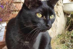Disappearance alert Cat Male , 4 years Guignen France