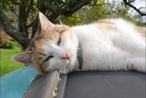 Disappearance alert Cat  Female , 10 years Juilly France