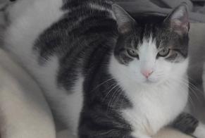 Disappearance alert Cat Male , 8 years Saint-Maur-des-Fossés France