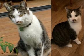 Disappearance alert Cat  Male , 3 years Angers France