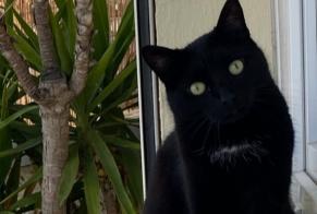 Disappearance alert Cat Female , 7 years Suresnes France