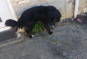 Discovery alert Dog miscegenation Male Rostrenen France