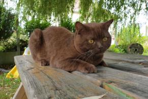 Disappearance alert Cat  Male , 5 years Amillis France