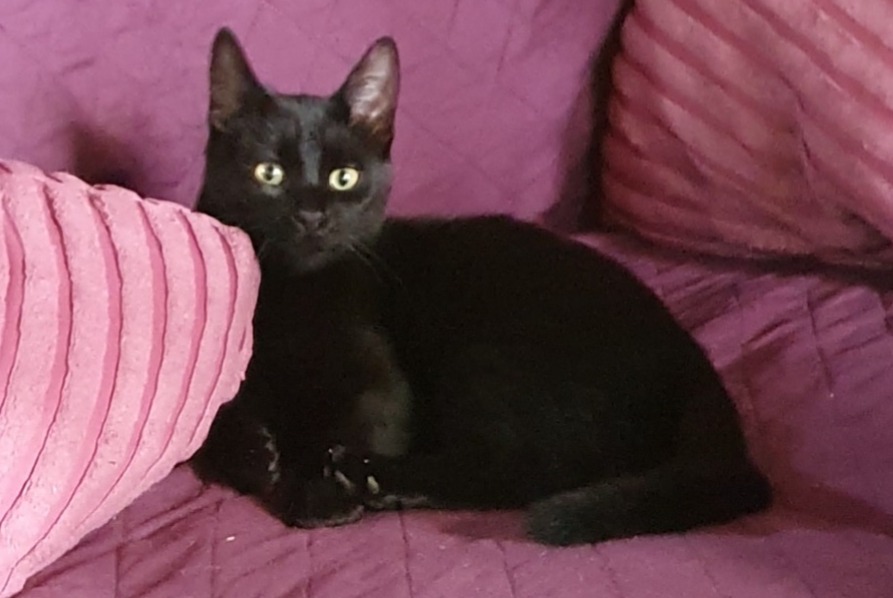 Disappearance alert Cat  Male , 1 years Asprières France
