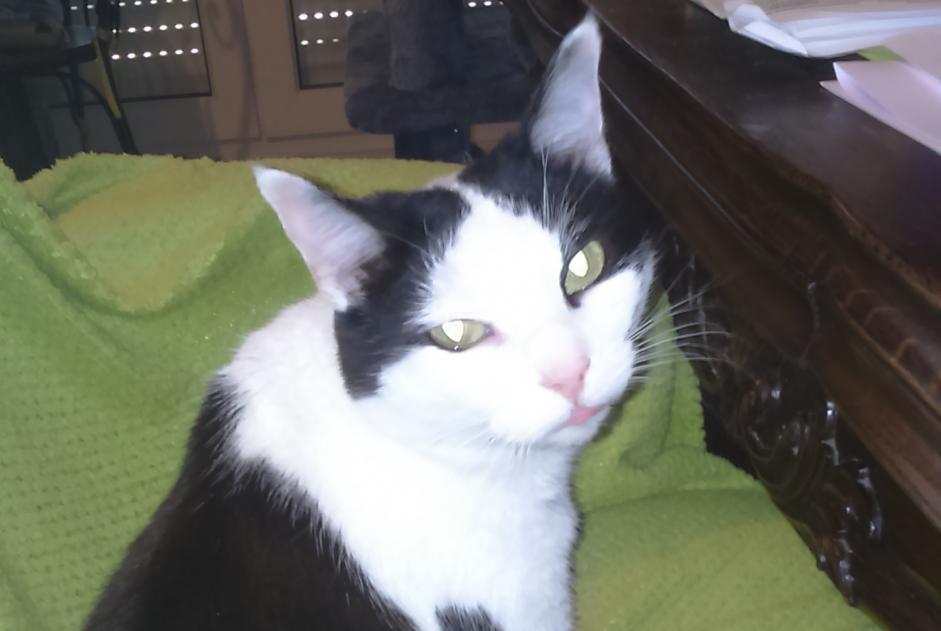 Disappearance alert Cat  Female , 11 years Montaut-les-Créneaux France