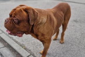 Discovery alert Dog  Male Saint-Symphorien-d'Ozon France