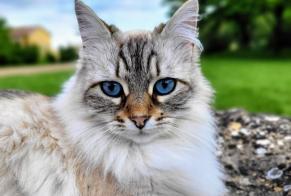 Disappearance alert Cat  Female , 5 years Saint-Jean-des-Vignes France