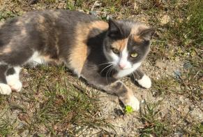 Disappearance alert Cat Female , 2 years Dardilly France