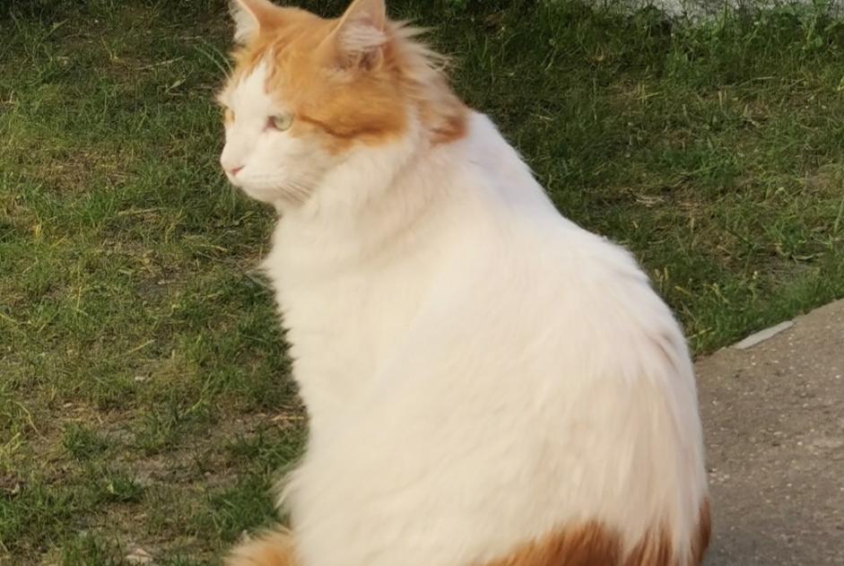 Disappearance alert Cat miscegenation Male , 5 years Chaville France