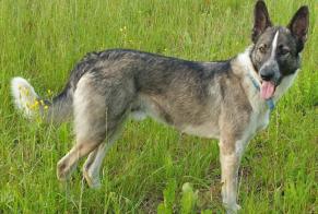 Disappearance alert Dog miscegenation Male , 6 years Colombies France