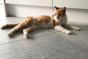 Discovery alert Cat Male Boissettes France