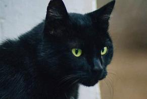 Disappearance alert Cat  Male , 9 years Saint-Martin-du-Lac France