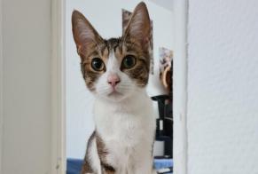 Discovery alert Cat Female , Between 9 and 12 months Gournay-en-Bray France