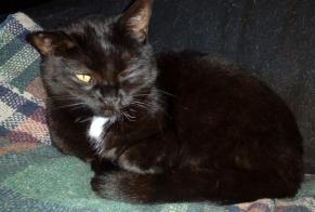Disappearance alert Cat Female , 7 years Chomelix France
