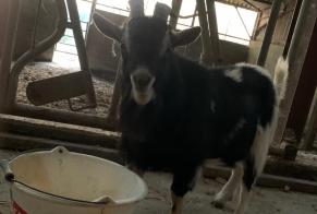 Discovery alert Goat Male Ville-Langy France