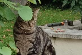 Disappearance alert Cat Female , 2 years Saint-Seurin-de-Prats France
