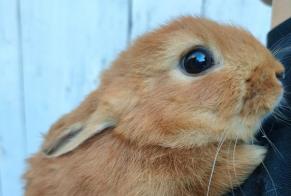 Discovery alert Rabbit Unknown Saint-Genix-les-Villages France