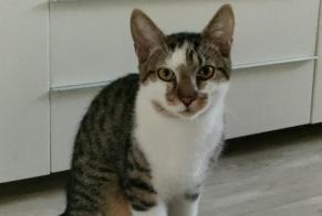 Disappearance alert Cat  Male , 2 years Meaux France