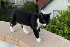 Discovery alert Cat Unknown Dijon France