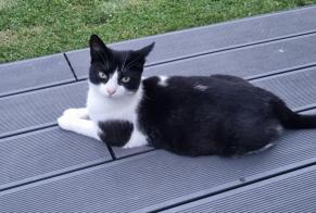 Discovery alert Cat miscegenation Female Saint-Aubin-Celloville France