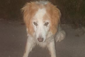 Discovery alert Dog miscegenation Unknown Marsac-sur-l'Isle France