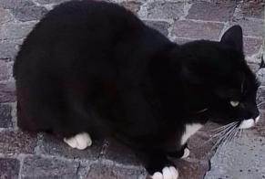 Disappearance alert Cat Female , 10 years Cerneglons Italy