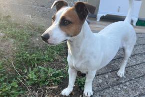 Discovery alert Dog  Female Vendrest France