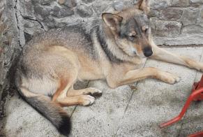 Disappearance alert Dog miscegenation Female , 2 years Venthon France