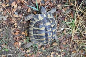 Discovery alert Tortoise Male Nyons France