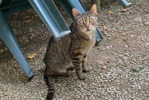 Discovery alert Cat Female Saint-Vincent-de-Connezac France