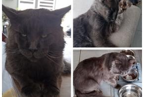 Disappearance alert Cat  Male , 2 years Romans-sur-Isère France