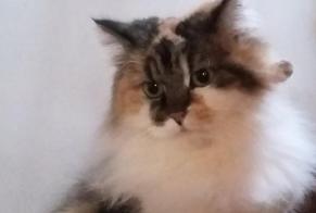 Disappearance alert Cat Female , 11 years Villiers-au-Bouin France