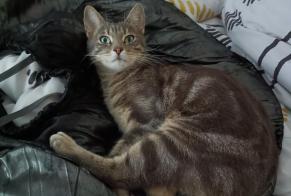 Disappearance alert Cat  Male , 5 years La Roche-sur-Yon France