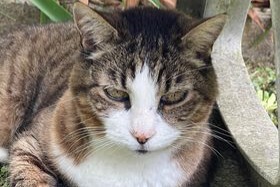 Disappearance alert Cat  Male , 15 years Crégy-lès-Meaux France