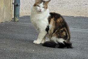 Discovery alert Cat Female , 6 years Arcenant France