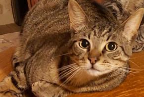 Disappearance alert Cat miscegenation Male , 3 years Monsempron-Libos France