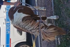 Discovery alert Horse Male Castres France