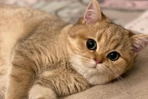 Disappearance alert Cat  Female , 2 years Combs-la-Ville France