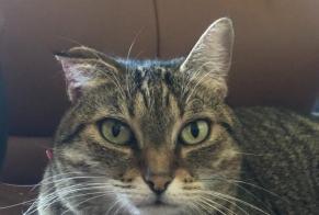 Disappearance alert Cat  Female , 6 years Plaisance-du-Touch France