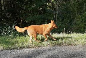 Discovery alert Dog Unknown Lacaugne France