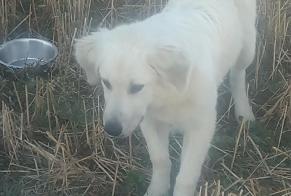 Discovery alert Dog miscegenation Female Montirat France