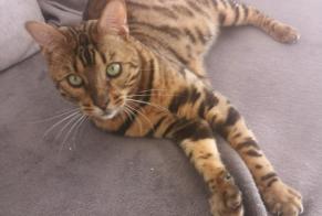 Disappearance alert Cat  Male , 5 years La Londe-les-Maures France